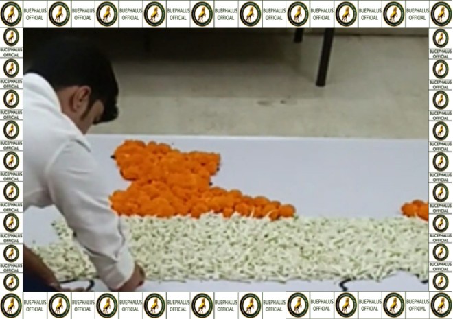 bucephalusinternationalbookofrecords,individual records